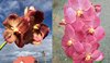 682 ВАНДА (VANDA Kultana Gold x Dr.Anek) (6)..